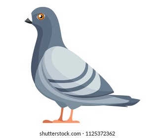 Pigeon bird. Flat cartoon character design. Colorful bird icon. Cute pigeon template. Vector illustration isolated on white background.