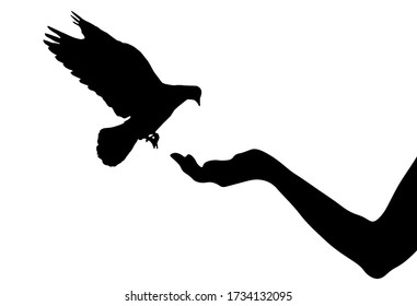 Pigeon bird flies on woman's hand that has food for birds.