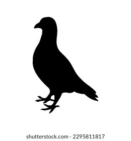 Pigeon bird silhouette isolated on white background.