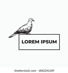 Pigeon bird with text frame