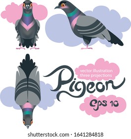 Pigeon bird three projections. and clouds. vector illustration. for prints, textile and other