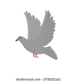 Pigeon. Bird pigeon, vector illustration
