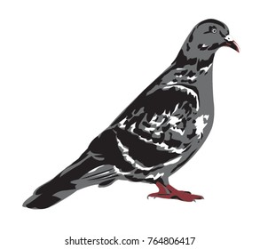 pigeon, bird, vector, illustration
