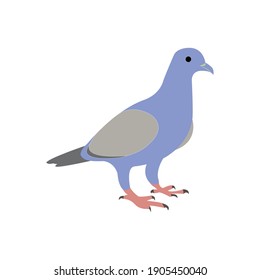 Pigeon Bird Vector Illustration On White Backdrop