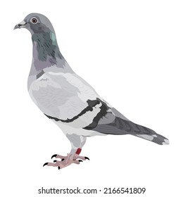 Pigeon birds Vector Design With White Color Background