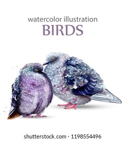 Pigeon birds watercolor Vector. Colorful painted style illustrations