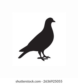 Pigeon Black Beautiful Bird Image