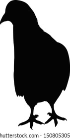 a pigeon body silhouette vector