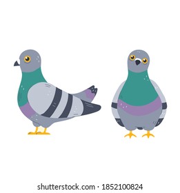 Pigeon character set. Vector flat line cartoon character illustration icon. Isolated on white background. Pigeon, dove concept