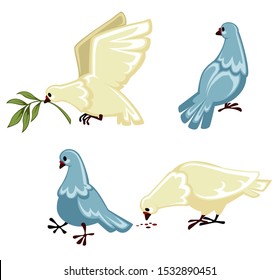 Pigeon, dove birds of grey and white colouring in motion, eating seeds or grain, flying, holding olive branch, leaves, standing, view from different sides, isolated illustration on white background