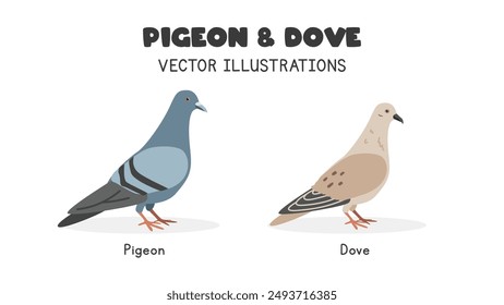 Pigeon and dove comparison vector illustrations. Pigeon vs hare cartoon clipart set in flat style. Pet animals, farm animals concept