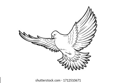 Pigeon Dove Flying Line Art Sketch Stock Vector (Royalty Free ...