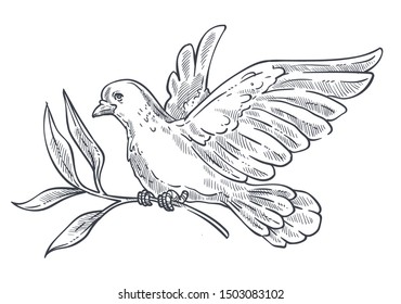 Pigeon or dove flying with olive branch or twig in claws isolated bird sketch vector. Wild animal and wildlife, peace and religion symbol, wings plumage. Purity and hope, symbolic creature with beak