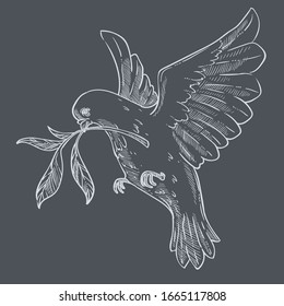 Pigeon or dove flying with olive branch or twig in beak isolated bird sketch vector. Flight of wild animal and wildlife, peace and religion symbol, wings plumage. Purity and hope, symbolic creature wi