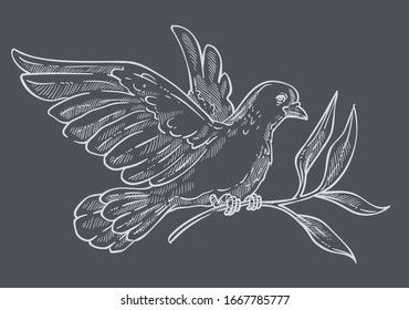 Pombo ou pomba voando com ramo de oliveira ou galho em garras isoladas aves esboço vetor. Animais selvagens e vida selvagem, paz e religião símbolo, asas plumagem. Pureza e esperança, criatura simbólica com bico