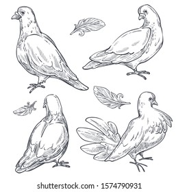 Pigeon or dove isolated sketches, bird peace symbol vector. Animal and feathers, flying species with wings, soft plumage pencil drawing. Purity symbolic creature, beak and claws, wedding element