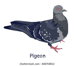 pigeon, Dove, realistic illustration, vector bird