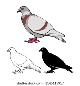 Pigeon or Dove Stock Vector illustration. A set of pigeons