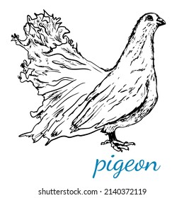 Pigeon. Dove. Symbol of peace. Bird. Hand drawn.Vector Black and white sketch. Isolated on white background. Engraving.