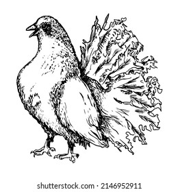 Pigeon. Dove. Symbol of peace. Bird. Hand drawn. Black and white sketch. Isolated on white background. Engraving.