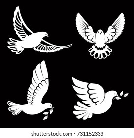 Pigeon or dove, white bird flying with spread wings in sky or sitting set.