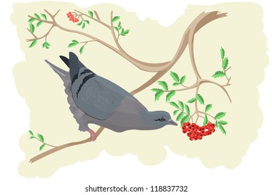 Pigeon is eating a rowan