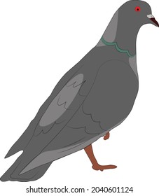 Pigeon gray  one leg standing