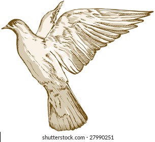 Pigeon - hand draw illustration (vector)