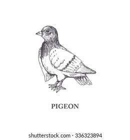 Pigeon, hand draw. Symbol of peace