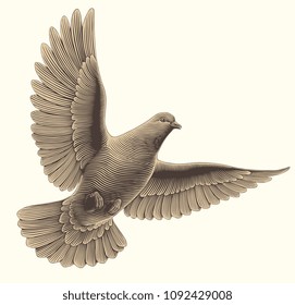 Pigeon. Hand drawn engraving. Vector vintage illustration. Isolated on white background. 8 EPS