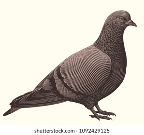 Pigeon. Hand drawn engraving. Vector vintage illustration. Isolated on white background. 8 EPS