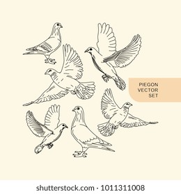 Pigeon hand drawn illustration vector set. Cute natural line art illustration retro vintage.