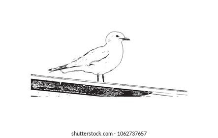 Pigeon, Hand drawn sketch illustration in vector.