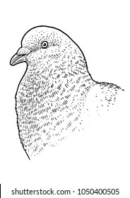 Pigeon head portrait illustration, drawing, engraving, ink, line art, vector