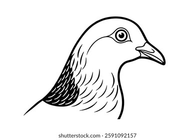 pigeon headd clipart vector illustration
