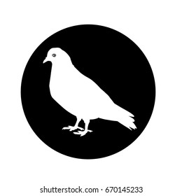 pigeon icon,  in the black circuit has no background