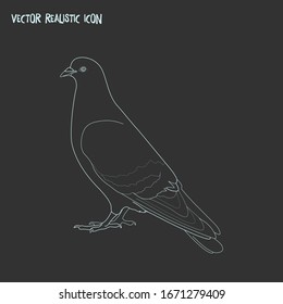 Pigeon icon line element. Vector illustration of pigeon icon line isolated on clean background for your web mobile app logo design.