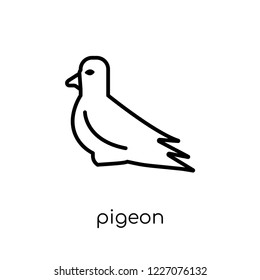 Pigeon icon. Trendy modern flat linear vector Pigeon icon on white background from thin line animals collection, editable outline stroke vector illustration