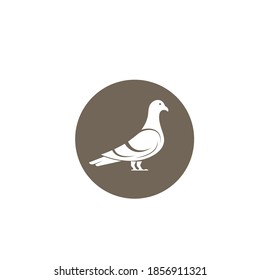 pigeon icon vector illustration design template web