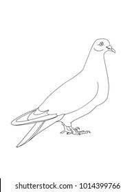 pigeon illustration coloring