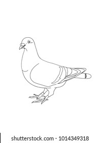 pigeon illustration drawing  black white and  coloring  white background
