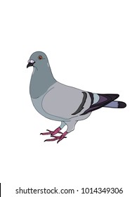 pigeon illustration drawing and white background