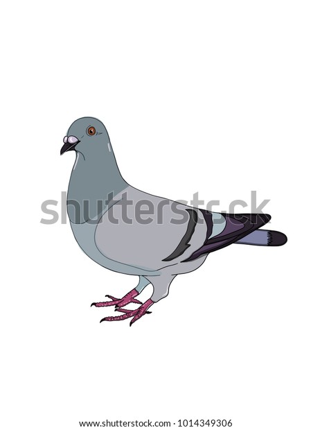 Illustration De Pigeon Dessin Et Arriere Plan Image Vectorielle De Stock Libre De Droits Illustration De Pigeon Dessin Et Arriere Plan Image Vectorielle De Stock Libre De Droits