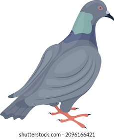 Pigeon. Image of a pigeon, rear view. City bird. The pigeon is standing on the floor. Vector illustration isolated on a white background