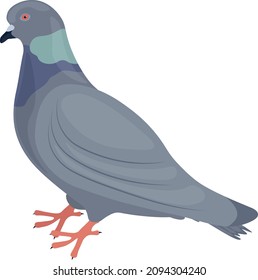 Pigeon. Image of a pigeon side view of a city bird. The pigeon is standing on the floor. Vector illustration isolated on a white background