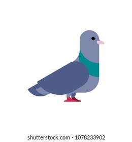 Pigeon isolated. Dove on white background. Vector illustration
