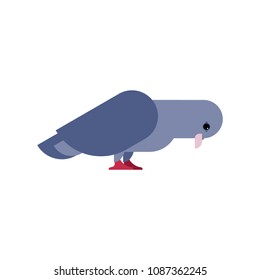 Pigeon isolated. Dove on white background. Vector illustration