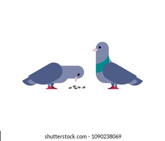 Pigeon isolated. Dove on white background. Vector illustration