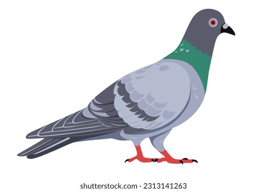 pigeon isolated on  white background. Vector eps 10