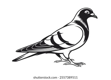 Pigeon Line Art Vector Illustration